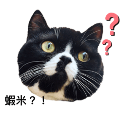 [LINEスタンプ] Oreo cat cat
