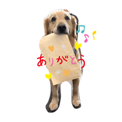 [LINEスタンプ] ゴールデンのやまとくん