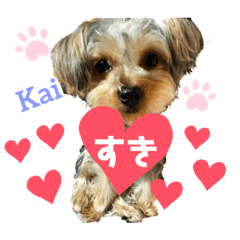 [LINEスタンプ] Yorkieカイくんスタンプ