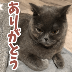 [LINEスタンプ] 猫のサクヤさん