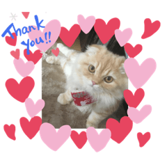 [LINEスタンプ] スコティッシュふうた