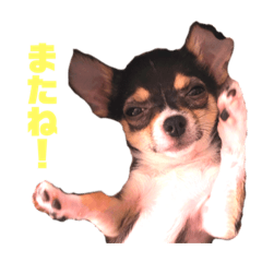 [LINEスタンプ] こじろうラムネアラレスタンプ