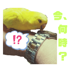 [LINEスタンプ] インコのMAXくん8