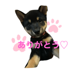 [LINEスタンプ] 愛犬サラ♂〜仔犬時代①〜
