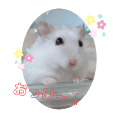 [LINEスタンプ] ジャンガリアンハムスター ごま