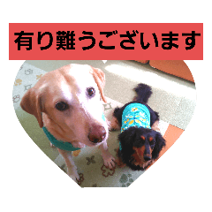 [LINEスタンプ] あずき＆だいず