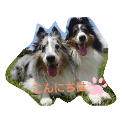 [LINEスタンプ] シェルティーsheltie