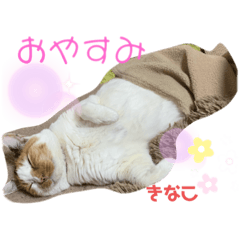 [LINEスタンプ] 猫すたんぷ♪♪