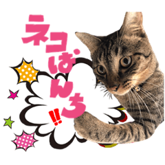 [LINEスタンプ] ネコだらけっ