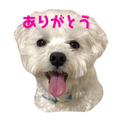 [LINEスタンプ] マルチーズ  ♡ぐみちゃん2