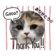 [LINEスタンプ] 可愛い猫FAM