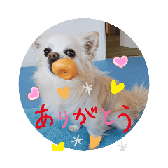 [LINEスタンプ] utino-wanko