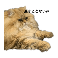 [LINEスタンプ] ペルシャ猫の♪ポンチマンズスタンプ