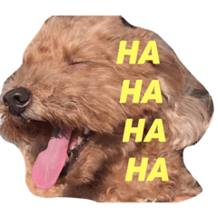 [LINEスタンプ] トイプードルと日常生活