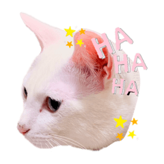 [LINEスタンプ] とうふとぽんずのにゃんスタンプฅ^•д•^ฅ