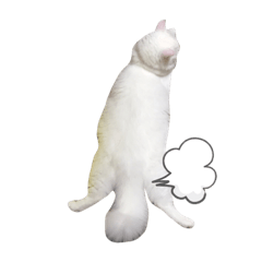[LINEスタンプ] 白猫モモ✩
