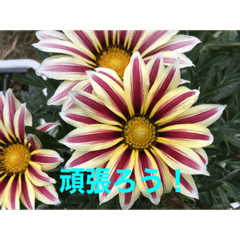[LINEスタンプ] 綺麗な花たち