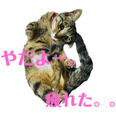 [LINEスタンプ] はなちゃんとぶたさん⑦