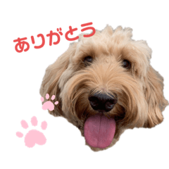 [LINEスタンプ] ぼくはモカ