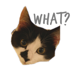[LINEスタンプ] シャロンちゃん