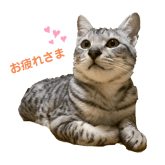 [LINEスタンプ] 凛ちゃんです(♂)