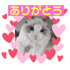 [LINEスタンプ] ラグドールのシェリー