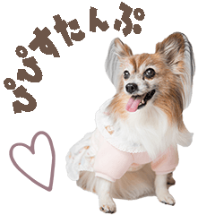[LINEスタンプ] パピヨン・ピピすたんぷ