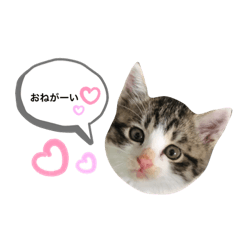 [LINEスタンプ] H家のにゃんこさん