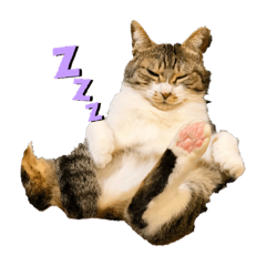 [LINEスタンプ] 僕の猫ちゃん達シリーズ