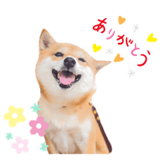 [LINEスタンプ] 豆柴にこちゃん3☆犬友・お友達用