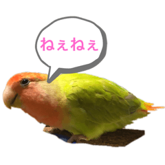 [LINEスタンプ] のんびりインコ ゆずちゃん