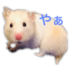 [LINEスタンプ] ハムスターのイブとモカ