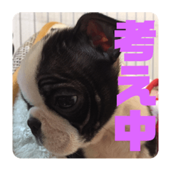 [LINEスタンプ] デイジー2