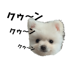 [LINEスタンプ] ことことコットン