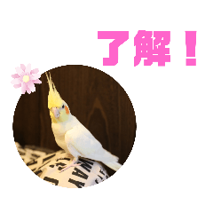 [LINEスタンプ] オカメインコモデルのるっちゃん