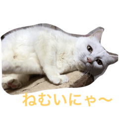 [LINEスタンプ] にゃーさん一家