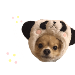 [LINEスタンプ] 犬のハナちゃんとくぅ