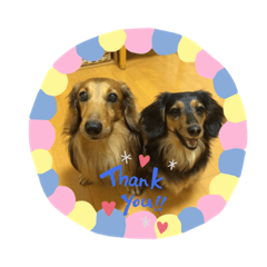 [LINEスタンプ] 愛犬大集合！
