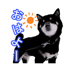 [LINEスタンプ] 雪国育ちの黒柴ロンたん
