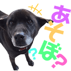 [LINEスタンプ] わんわんわんこ物語