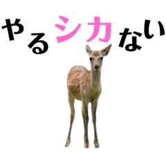[LINEスタンプ] 実写の鹿のスタンプ