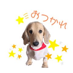 [LINEスタンプ] 我が家の愛犬たち①