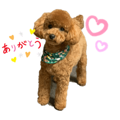 [LINEスタンプ] ここあくん♥️