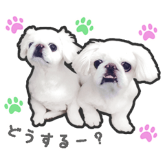 [LINEスタンプ] ペキニーズのハナマルヒナタロ（ヒナタロ）
