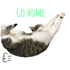 [LINEスタンプ] K＆U cats