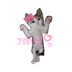 [LINEスタンプ] ごぼ天ちゃんすたんぷ①