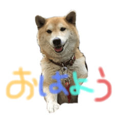 [LINEスタンプ] AyaMatsuura