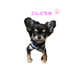 [LINEスタンプ] 関西犬あめやん