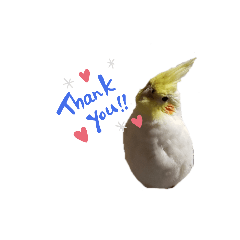[LINEスタンプ] オカメインコとラグドール時々わんこ