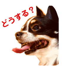 [LINEスタンプ] ショコラ ＆ マカロン